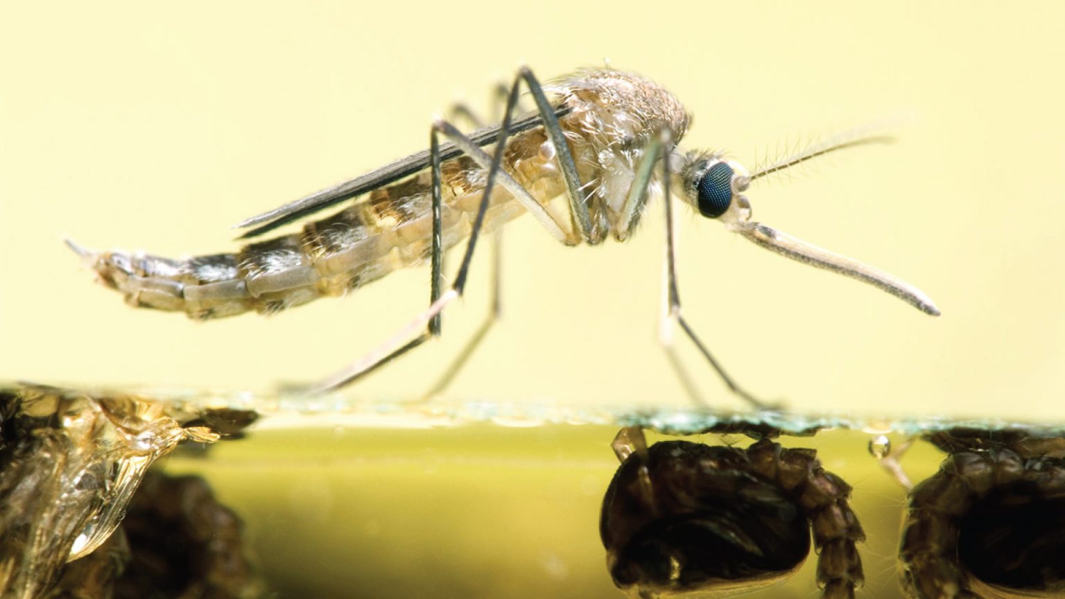 Mosquitos cuáles son y cómo se los controla